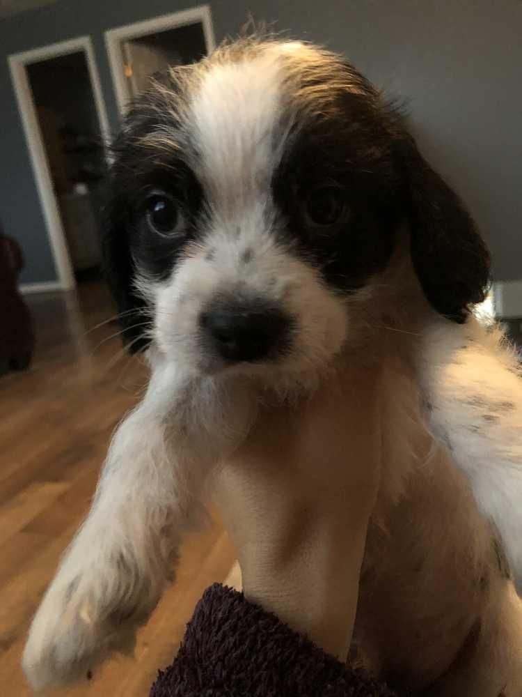 Enlarge Georgia's Macon (Rolly), a Adoptable mixed breed in Aurora, IN image 2/6