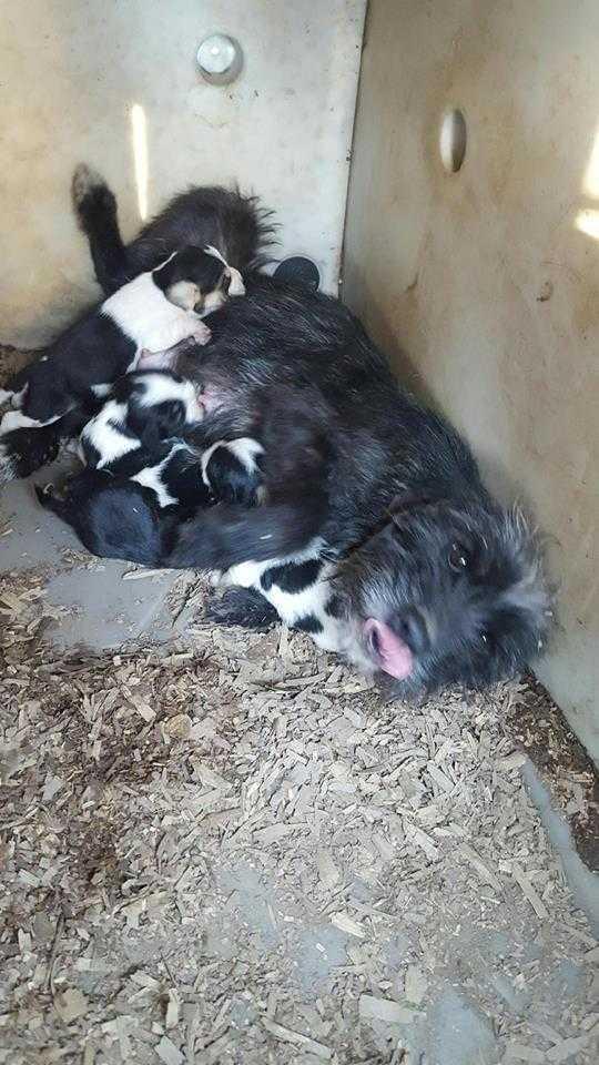 Enlarge Georgia's Macon (Rolly), a Adoptable mixed breed in Aurora, IN image 4/6