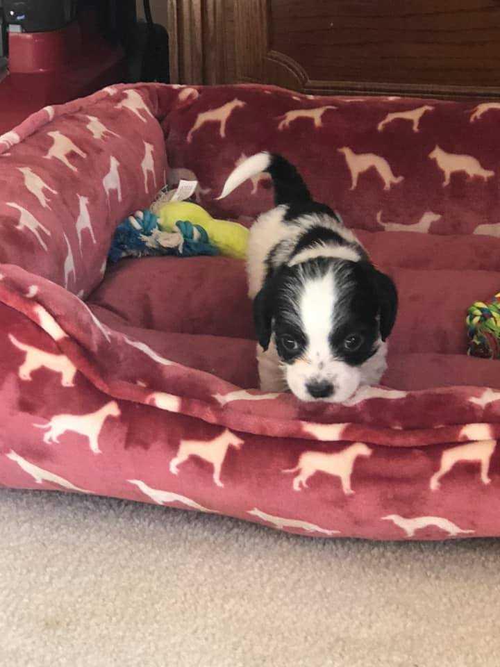 Enlarge Georgia's Macon (Rolly), a Adoptable mixed breed in Aurora, IN image 5/6