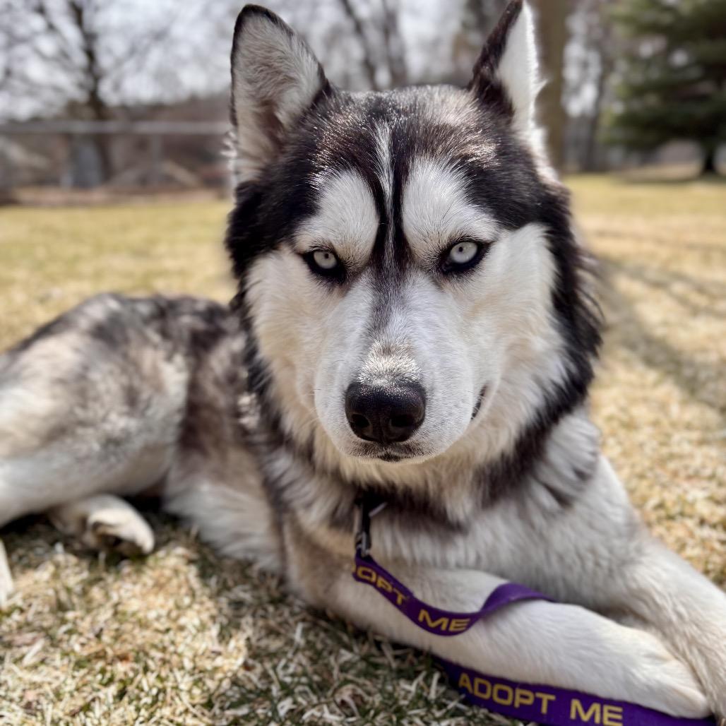Luka, Adoptable, Adult Male Siberian Husky & Alaskan Malamute.