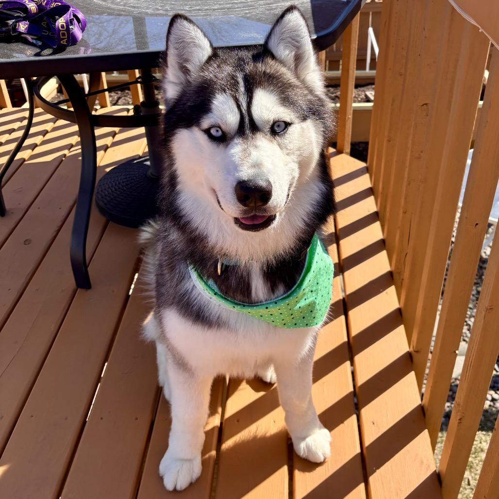 Enlarge Luka, a Adoptable mixed breed in Blaine, MN image 2/6