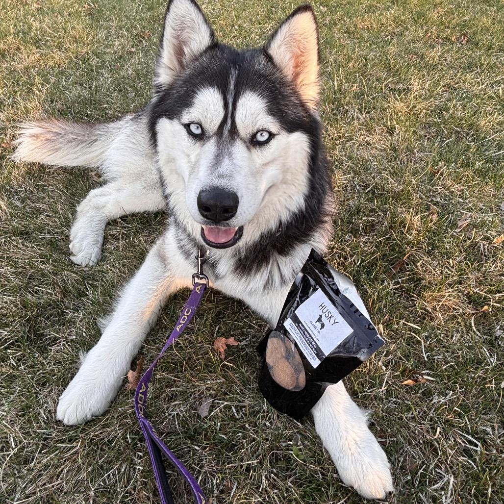 Enlarge Luka, a Adoptable mixed breed in Blaine, MN image 3/6