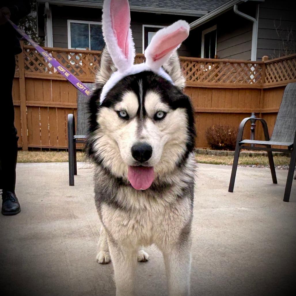 Enlarge Luka, a Adoptable mixed breed in Blaine, MN image 4/6