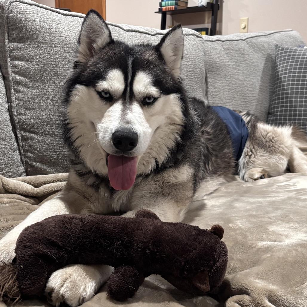 Enlarge Luka, a Adoptable mixed breed in Blaine, MN image 6/6