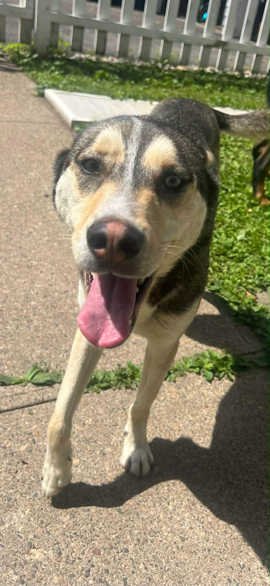 Chase & Skye, ADOPTABLE, Young Male Husky.