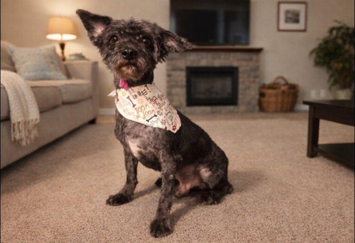 Not sure , adopted, Adult Male Terrier.