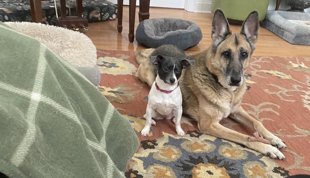 Abalone, a Adoptable Chinese Crested Dog in Hartwell, GA image 1/3