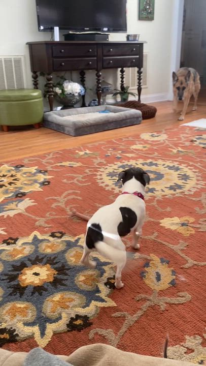 Enlarge Abalone, a Adoptable Chinese Crested Dog in Hartwell, GA video 3/3