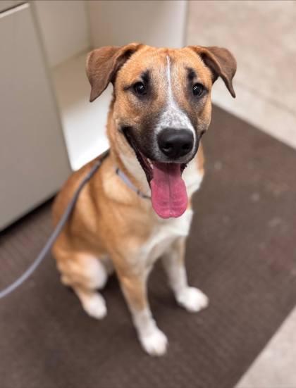 Enlarge Channing, a ADOPTABLE Mixed Breed in Hackensack, MN image 1/1