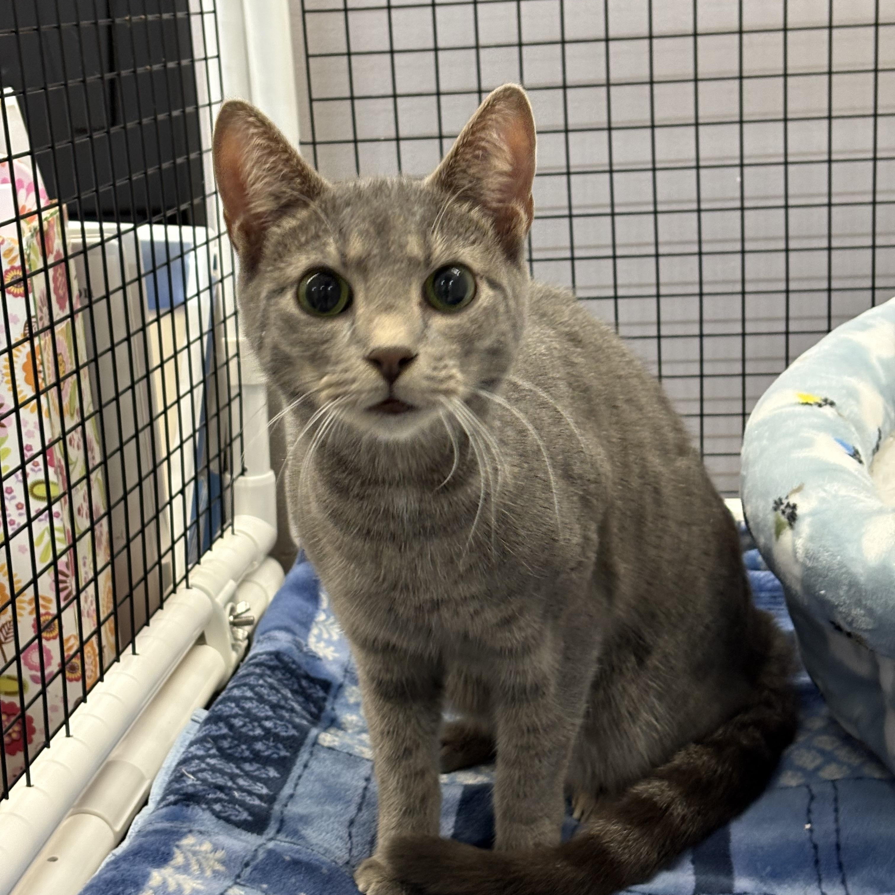 Ernie, ADOPTABLE, Adult Male Tabby.