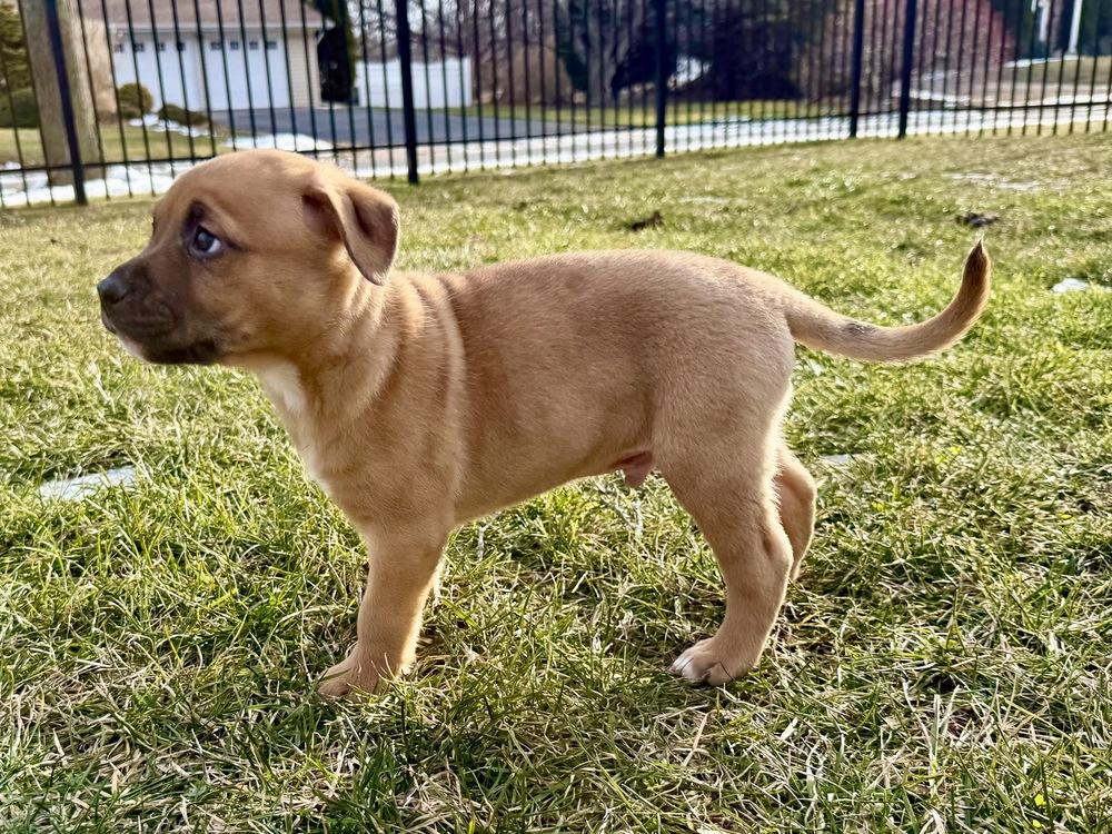 Cricket, Adoptable, Puppy Male Shepherd & Pit Bull Terrier.