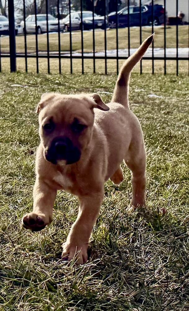 Enlarge Cricket, a Adoptable mixed breed in Greenlawn, NY image 2/4