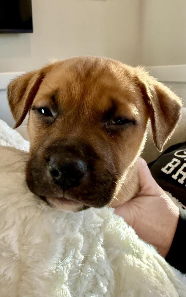 Enlarge Cricket, a Adoptable mixed breed in Greenlawn, NY image 3/4