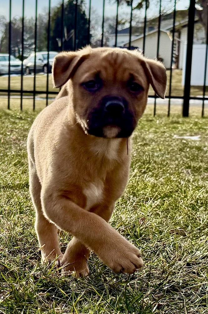 Enlarge Cricket, a Adoptable mixed breed in Greenlawn, NY image 4/4