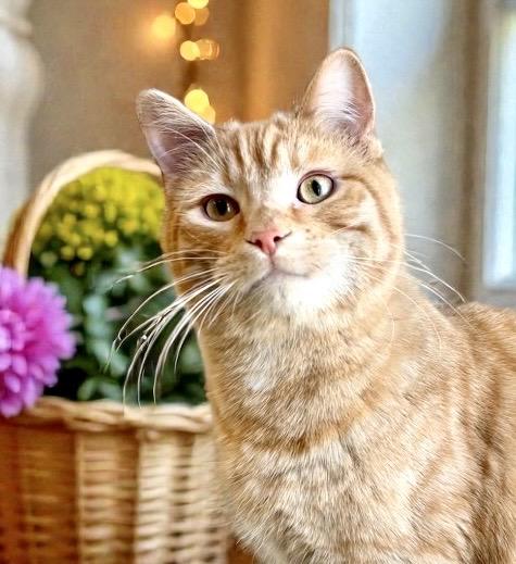 Cutie, an adoptable Domestic Short Hair in Perry, IA image 3/4