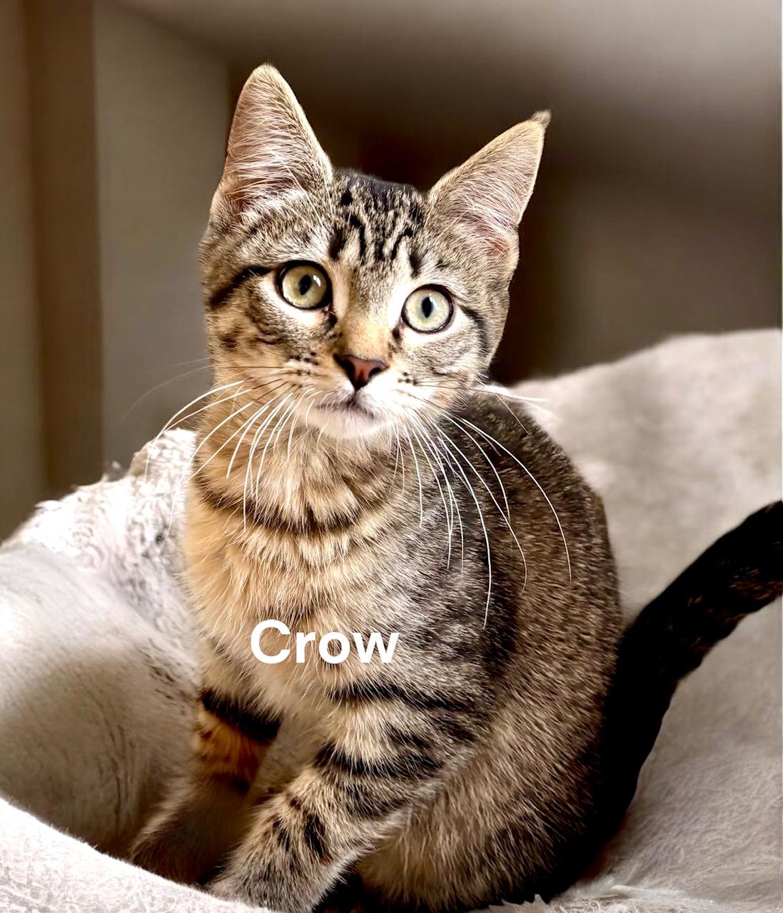 KITTENS - multiple listings