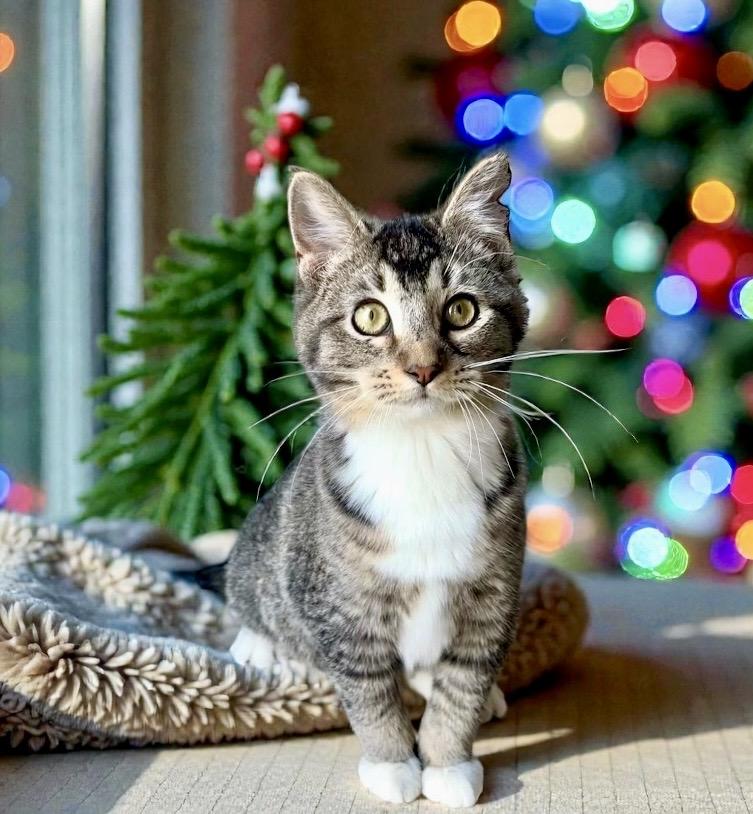 Enlarge KITTENS - multiple pictures, a Adoptable Domestic Short Hair in Perry, IA image 4/5