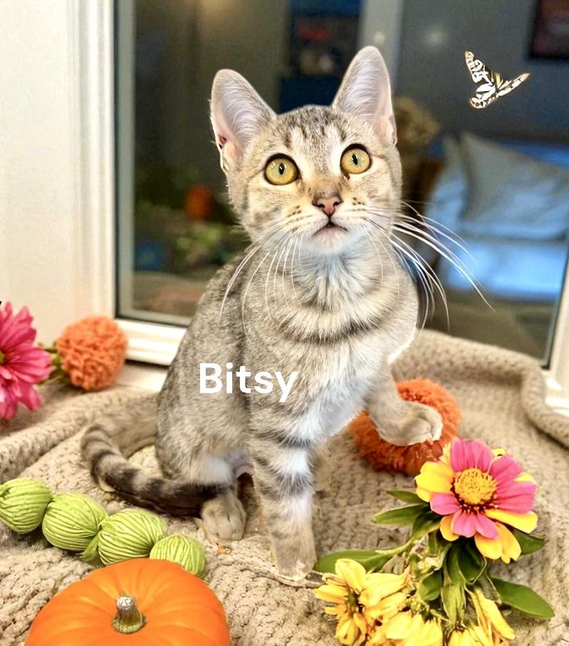 KITTENS - multiple pictures, a Adoptable Domestic Short Hair in Perry, IA image 4/4