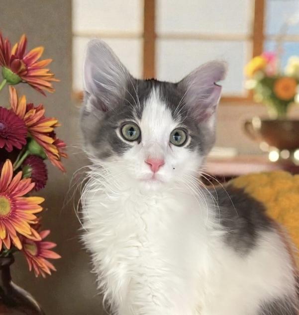 KITTENS - multiple pictures, Adoptable, Kitten Male Domestic Short Hair.