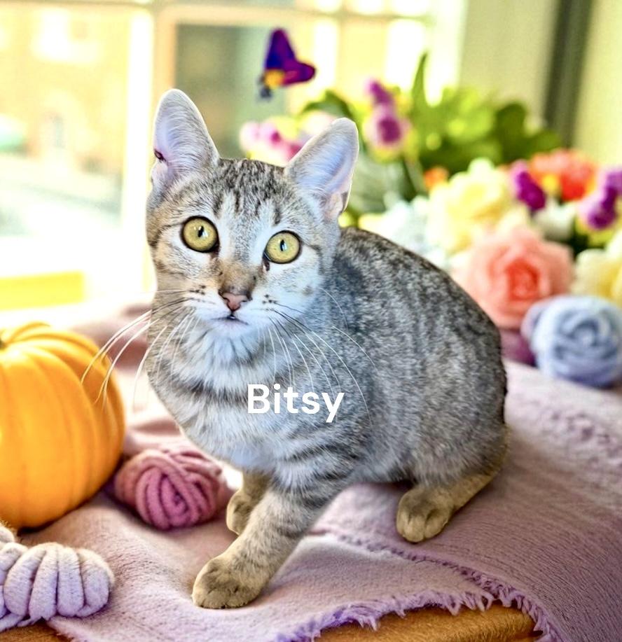 KITTENS - multiple pictures