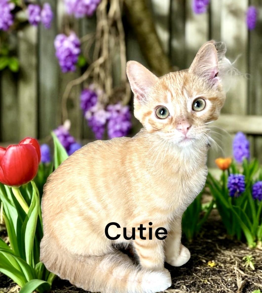 KITTENS - multiple pictures, a Adoptable Domestic Short Hair in Perry, IA image 2/4