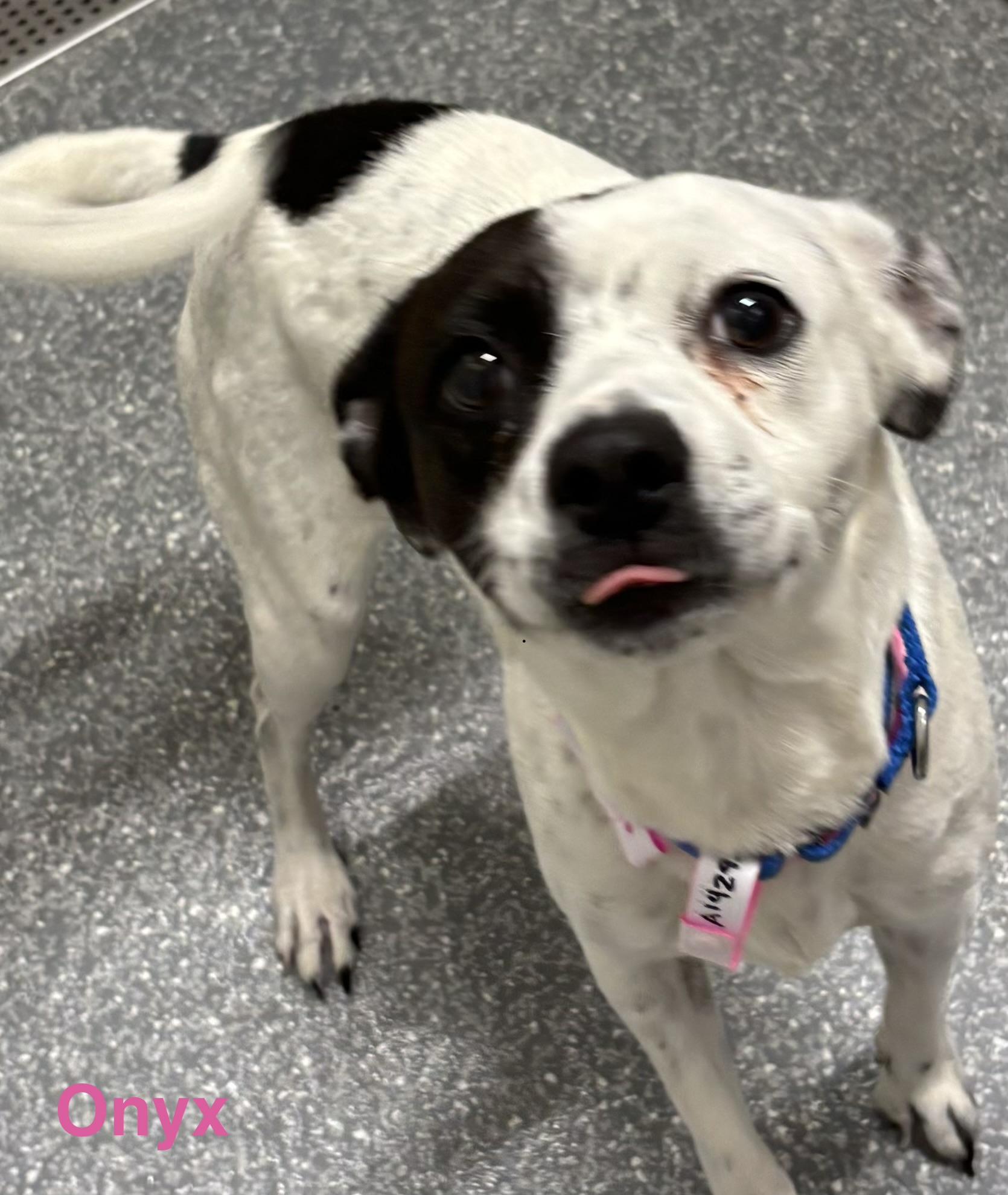 Onyx, a ADOPTABLE mixed breed in Las Vegas, NV image 2/2