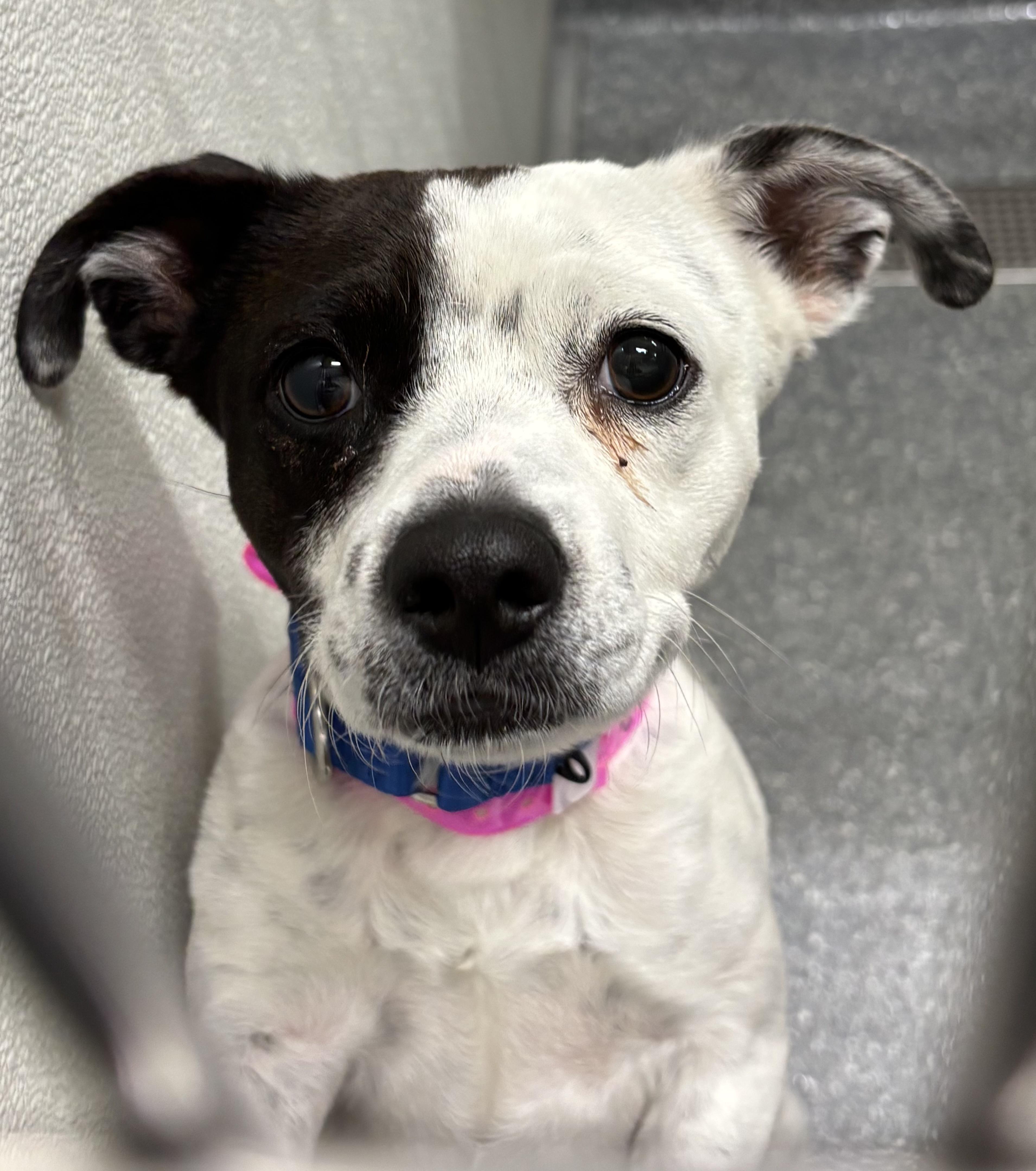 Onyx, a ADOPTABLE mixed breed in Las Vegas, NV image 1/2