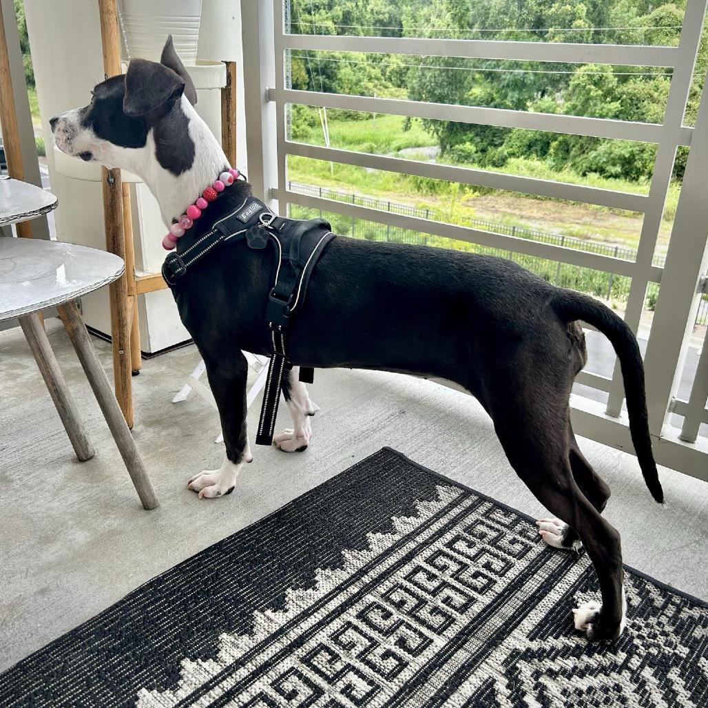 Mindy, Adoptable, Adult Female Mixed Breed.