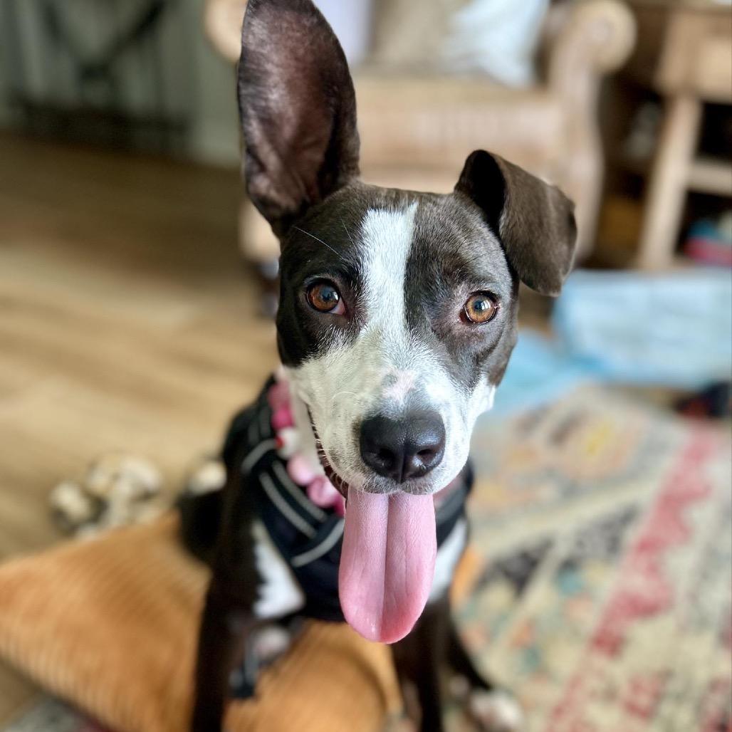 Enlarge Mindy, a Adoptable Mixed Breed in Savannah, GA image 2/6
