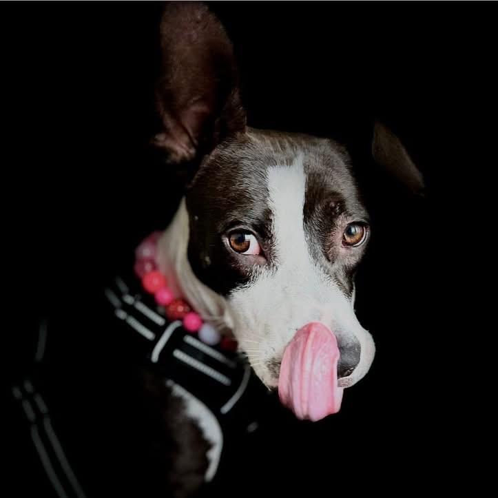 Enlarge Mindy, a Adoptable Mixed Breed in Savannah, GA image 3/6