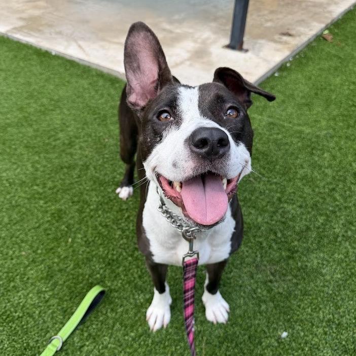 Enlarge Mindy, a Adoptable Mixed Breed in Savannah, GA image 4/6