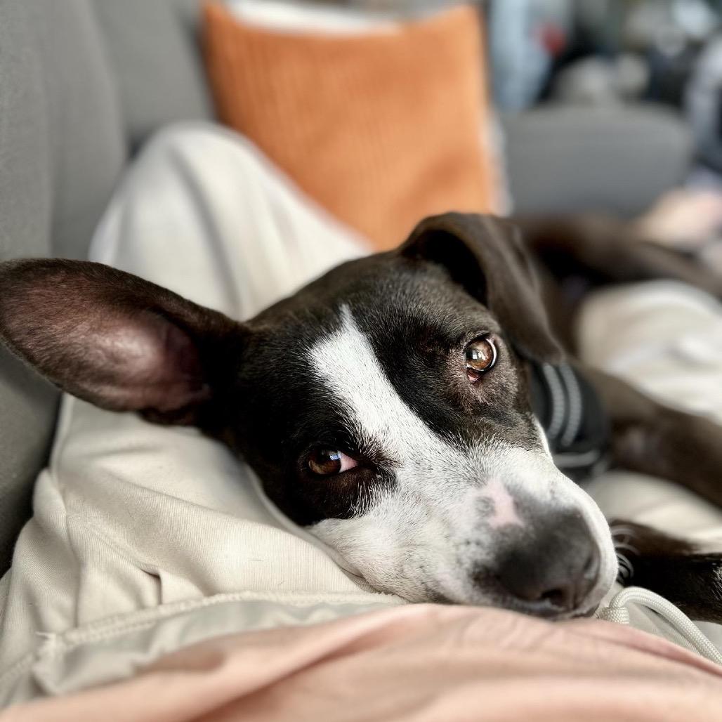 Enlarge Mindy, a Adoptable Mixed Breed in Savannah, GA image 5/6