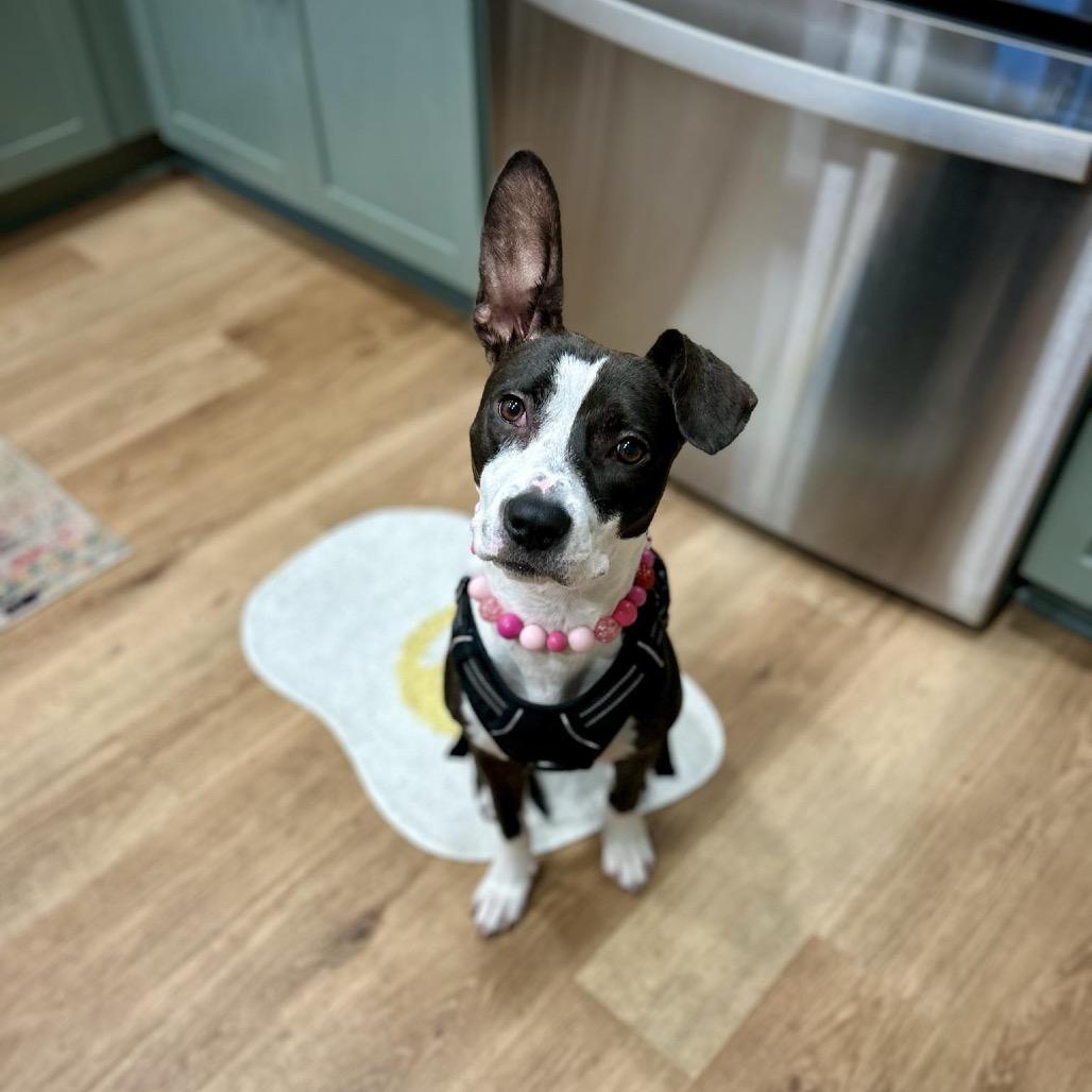 Enlarge Mindy, a Adoptable Mixed Breed in Savannah, GA image 6/6