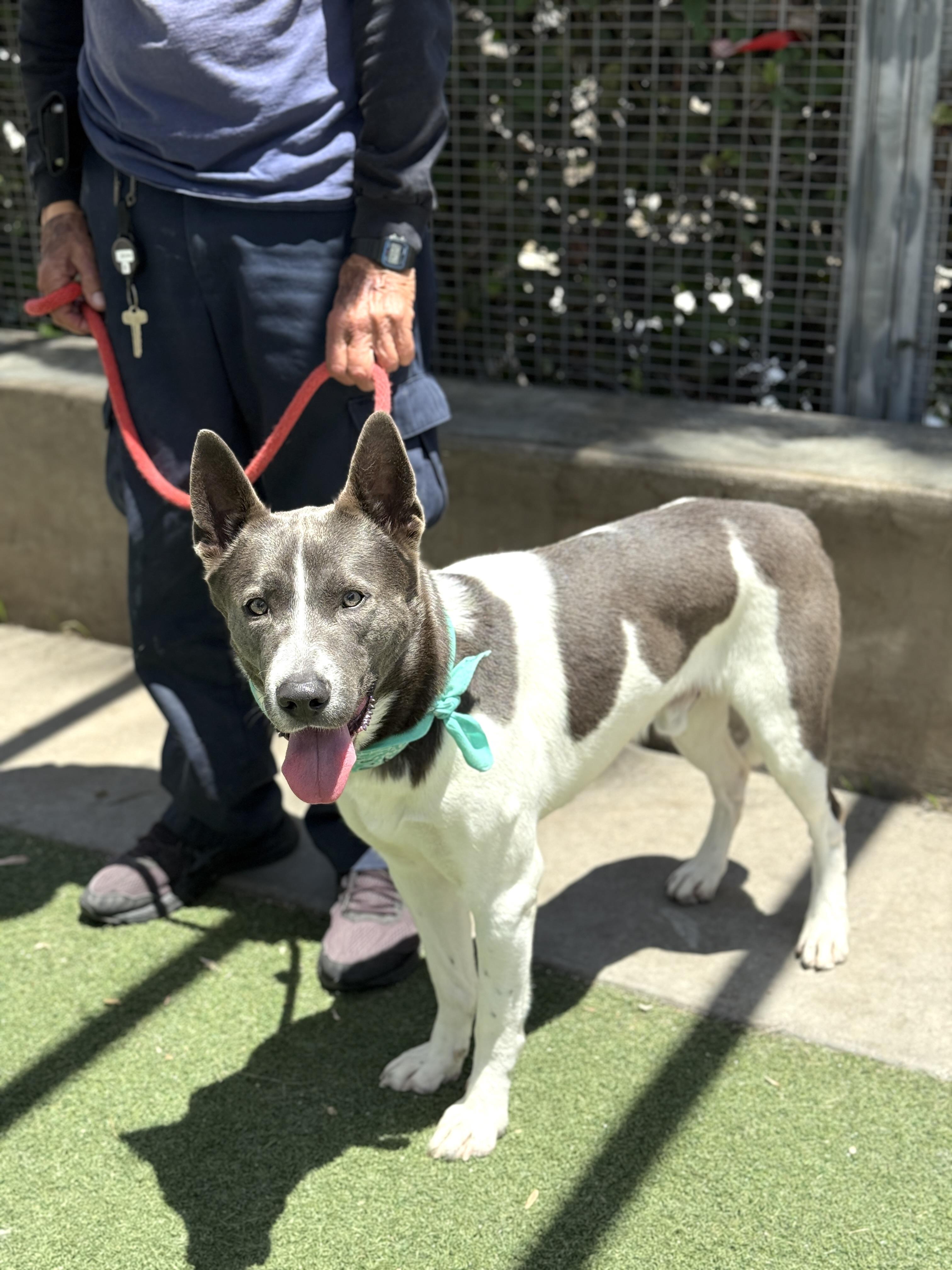 Enlarge Lucas, a Adoptable mixed breed in Rancho Palos Verdes, CA image 6/6