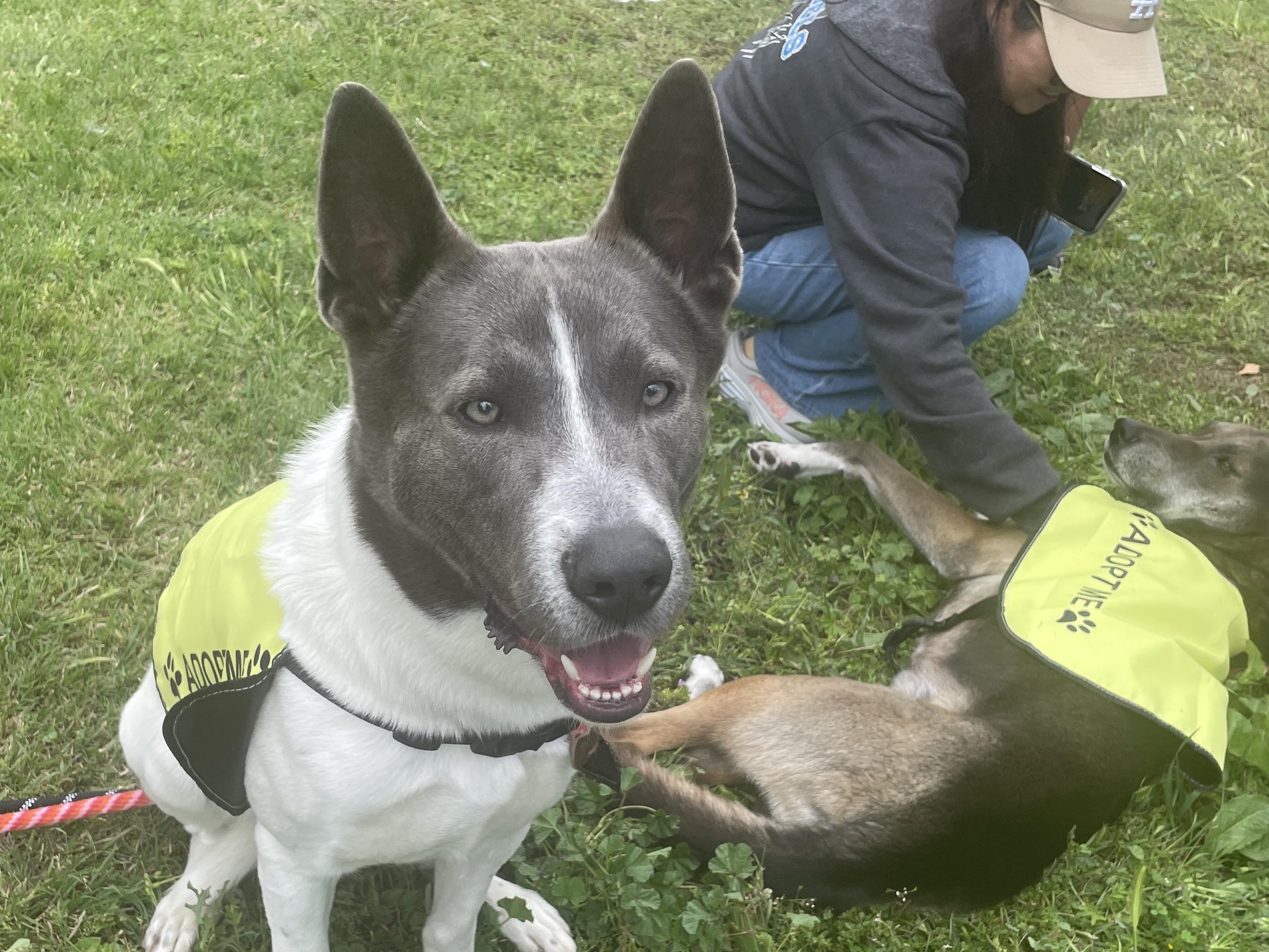 Enlarge Lucas, a Adoptable mixed breed in Rancho Palos Verdes, CA image 4/6