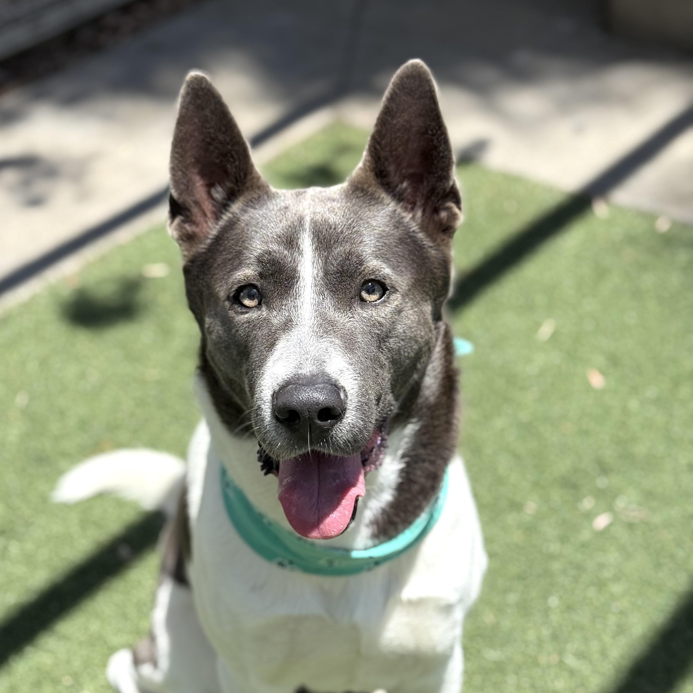 Enlarge Lucas, a Adoptable mixed breed in Rancho Palos Verdes, CA image 1/6