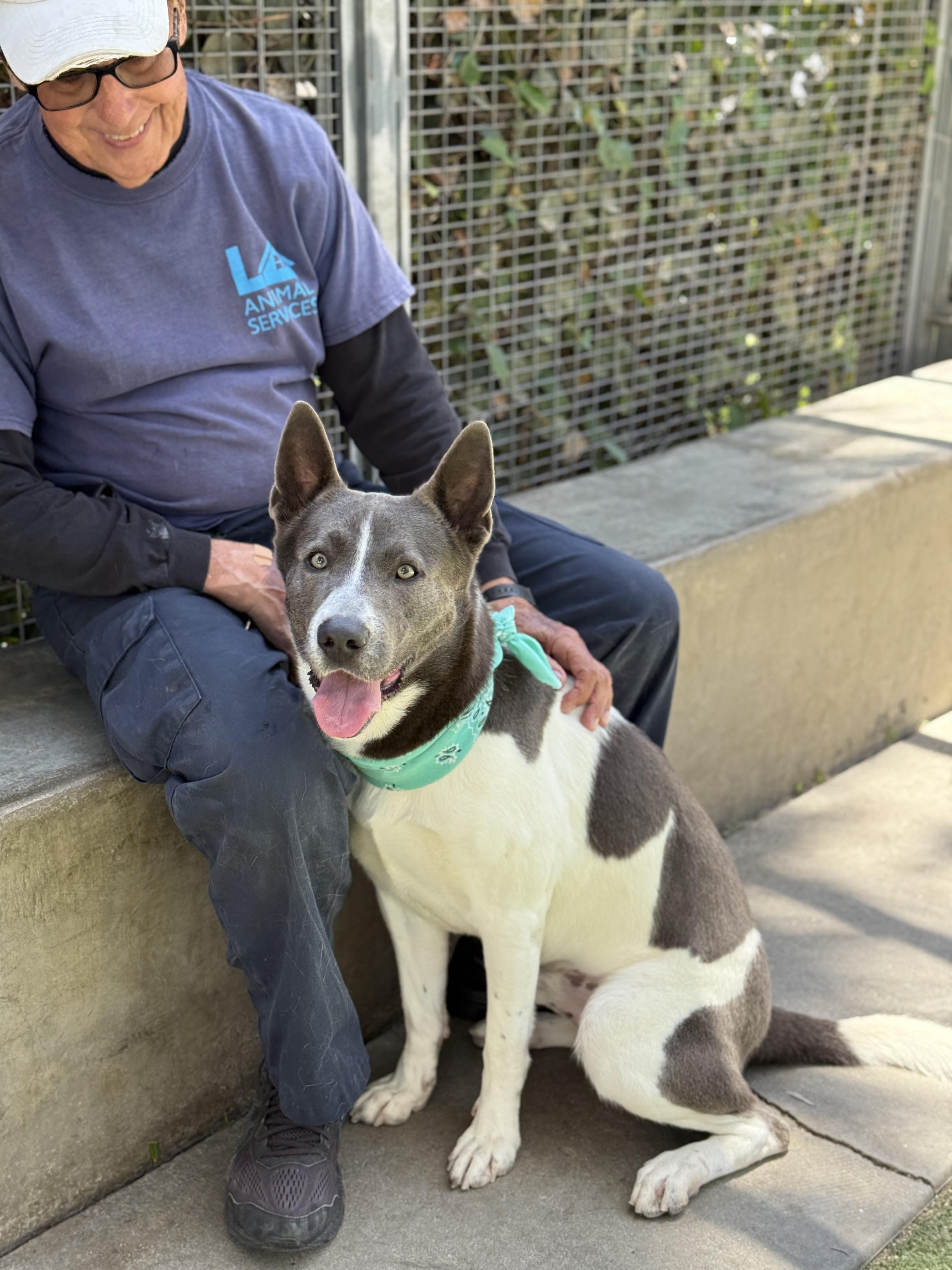 Enlarge Lucas, a Adoptable mixed breed in Rancho Palos Verdes, CA image 5/6
