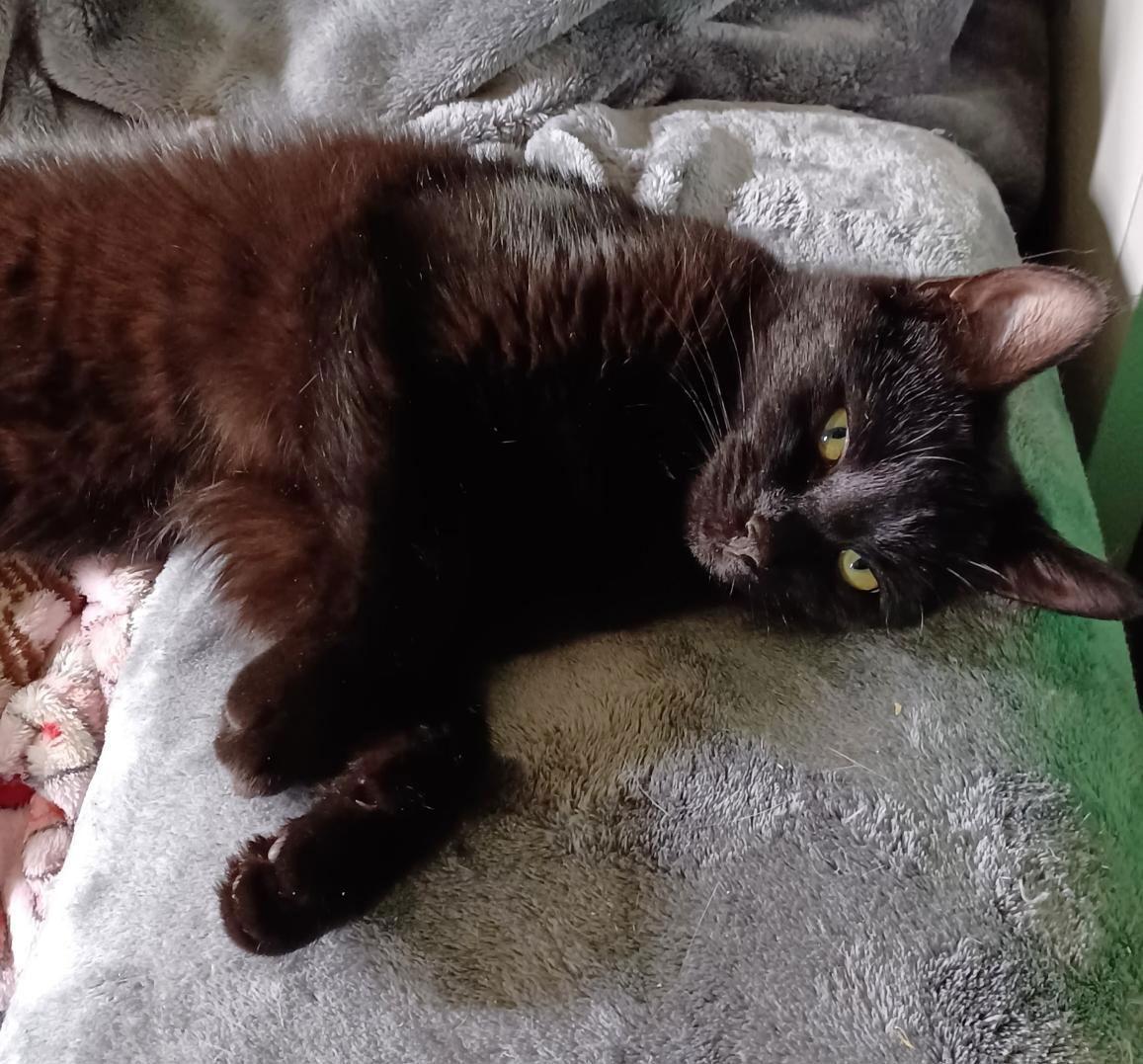 Minnie Moo, Adoptable, Adult Female Domestic Medium Hair.