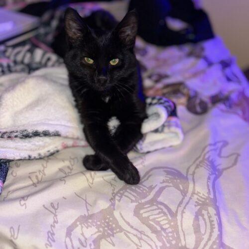 Enlarge Minnie Moo, a Adoptable Domestic Medium Hair in Fishers, IN image 2/2