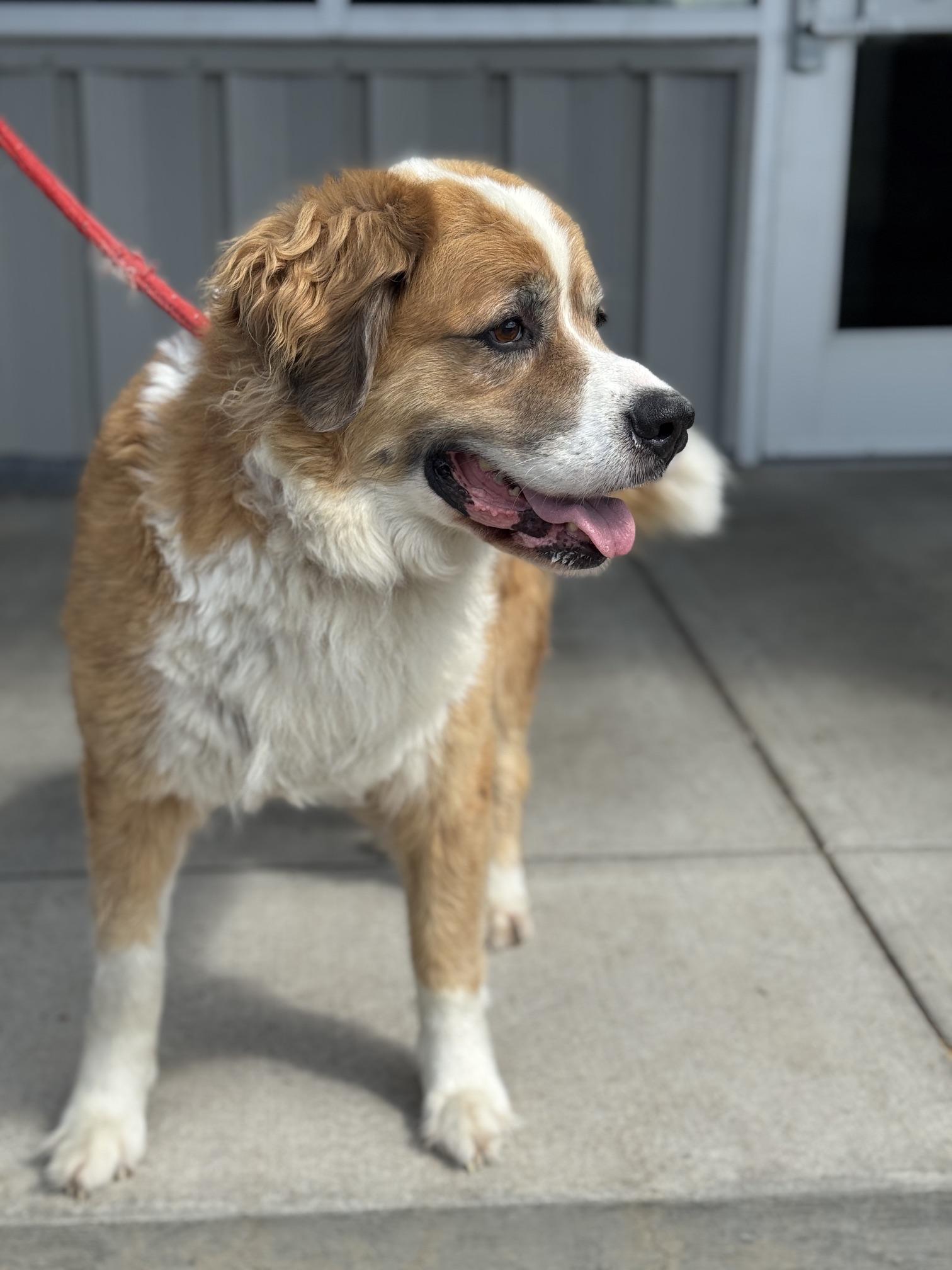 Rainey, adopted, Adult Female Saint Bernard & Mixed Breed.