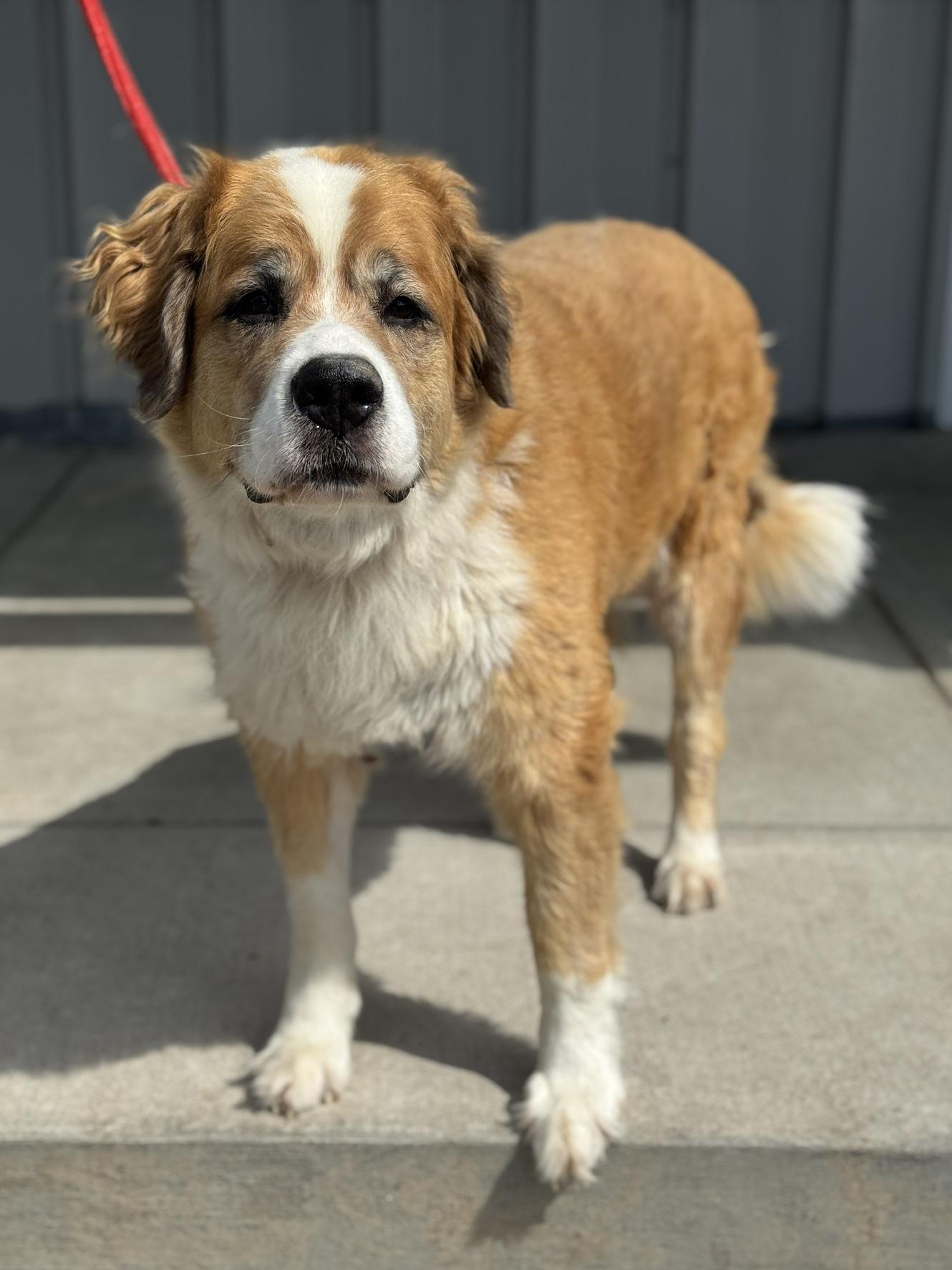 Enlarge Rainey, an adopted mixed breed in Benton Harbor, MI image 3/5