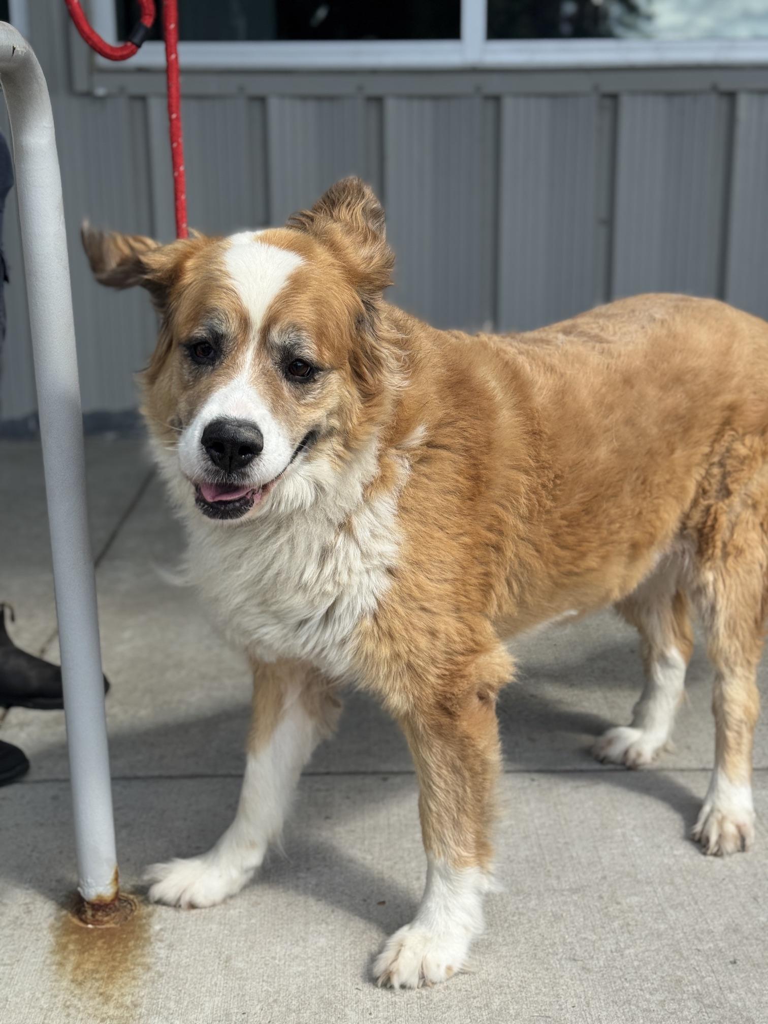 Enlarge Rainey, an adopted mixed breed in Benton Harbor, MI image 5/5