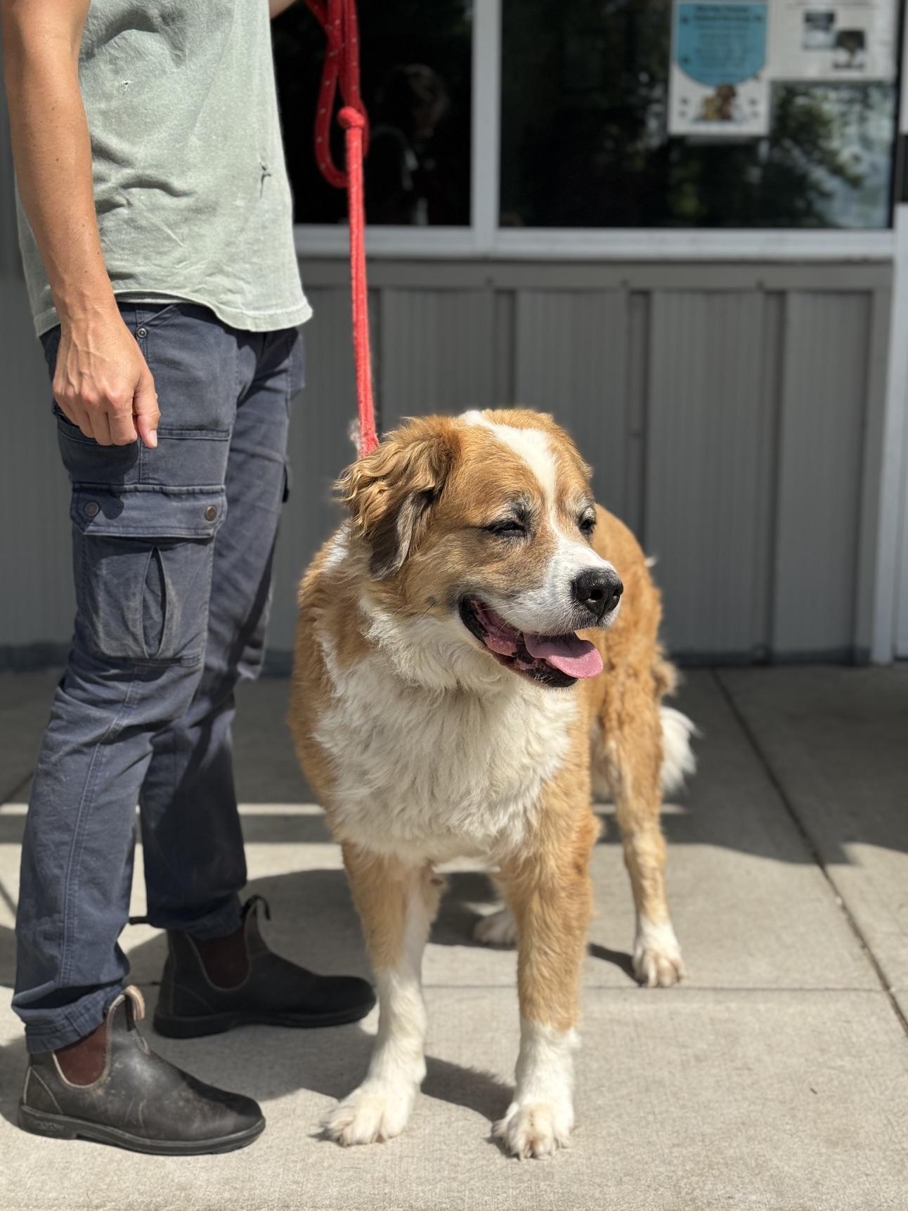 Enlarge Rainey, an adopted mixed breed in Benton Harbor, MI image 4/5