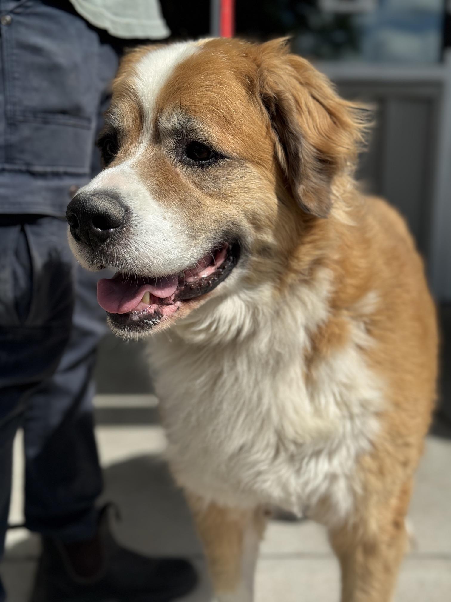 Enlarge Rainey, an adopted mixed breed in Benton Harbor, MI image 2/5