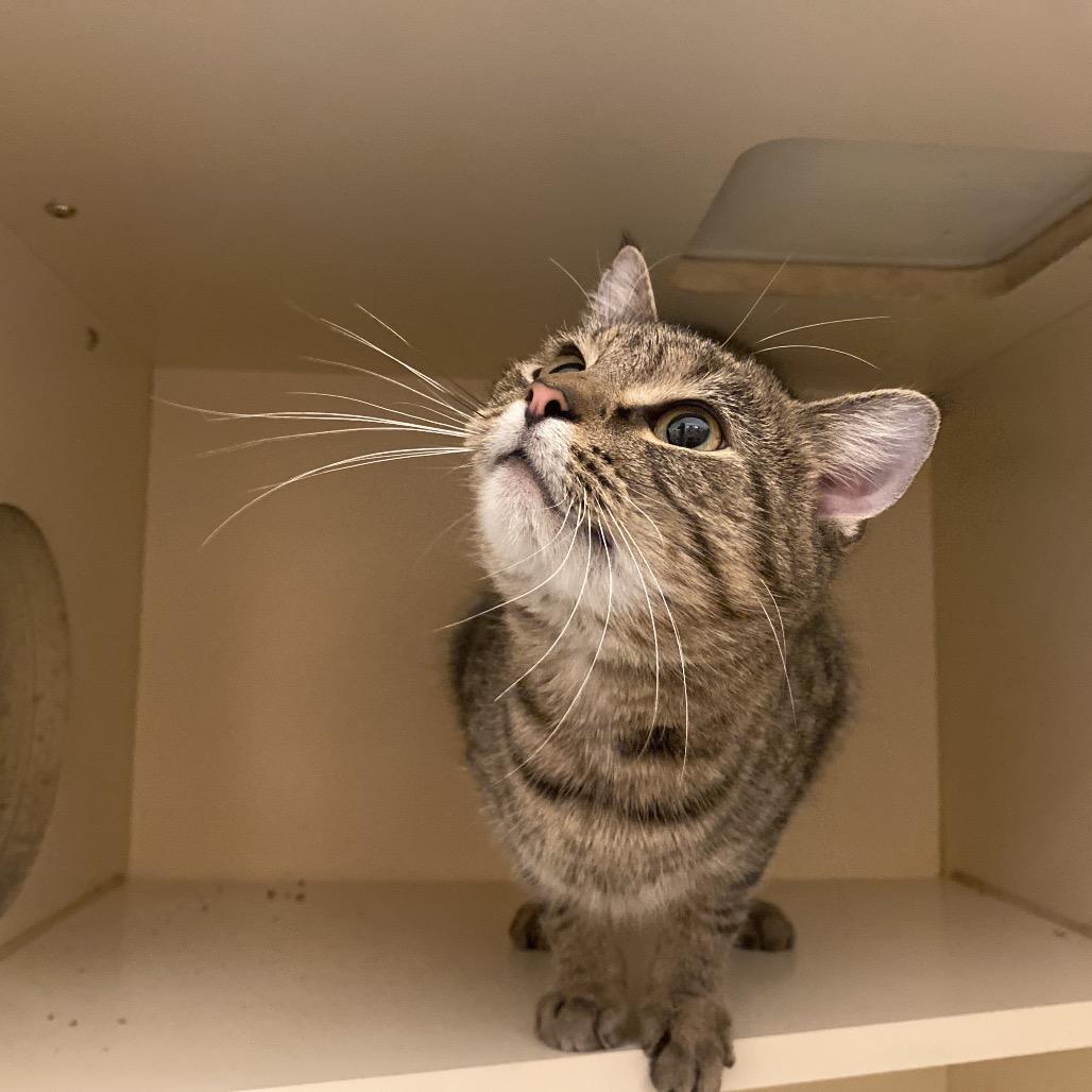 Derek, Adoptable, Young Male Domestic Short Hair.