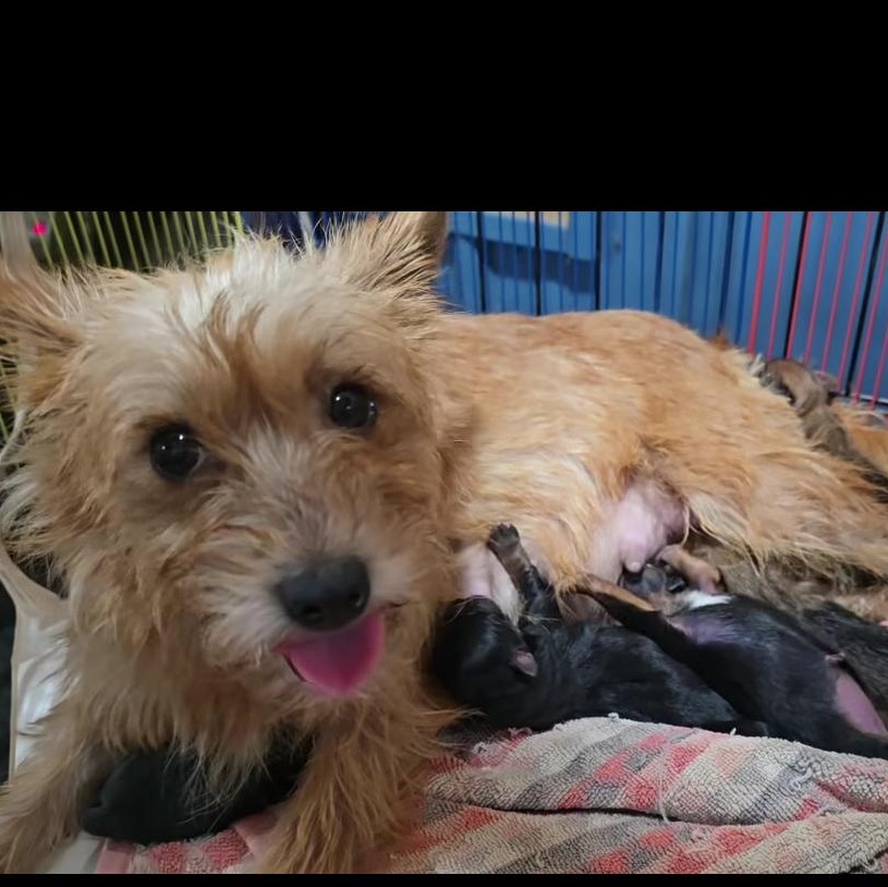 Enlarge Nehi and puppies MORE PICS COMING SOON, a Adopted Cairn Terrier in Athens, AL image 2/3