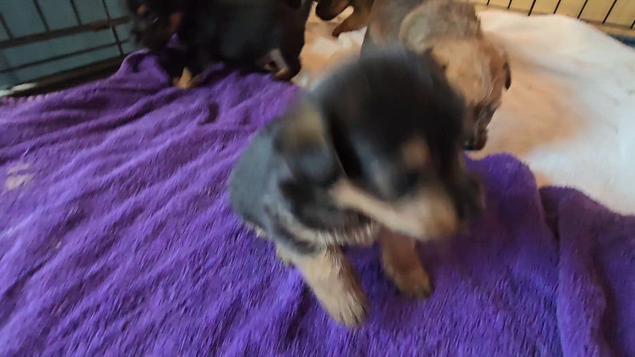 Enlarge Nehi and puppies MORE PICS COMING SOON, a Adopted Cairn Terrier in Athens, AL video 3/3
