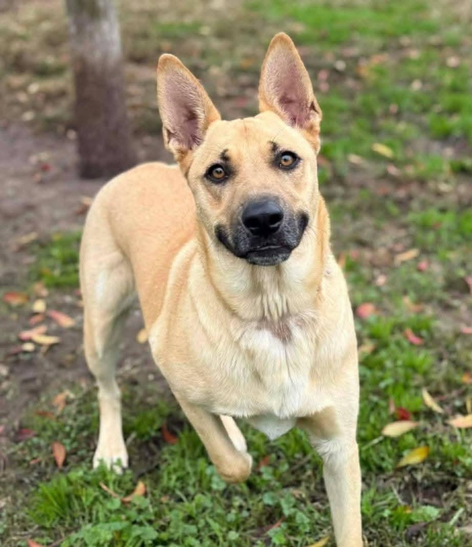 Maui, a ADOPTABLE mixed breed in Lafayette, CA image 3/3