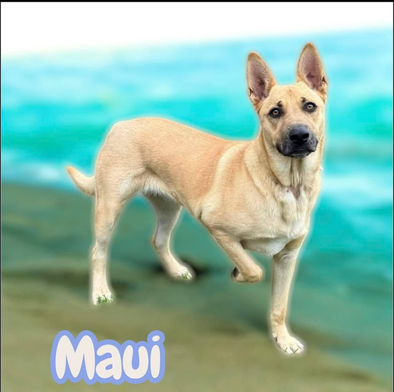 Maui, a ADOPTABLE mixed breed in Lafayette, CA image 2/3