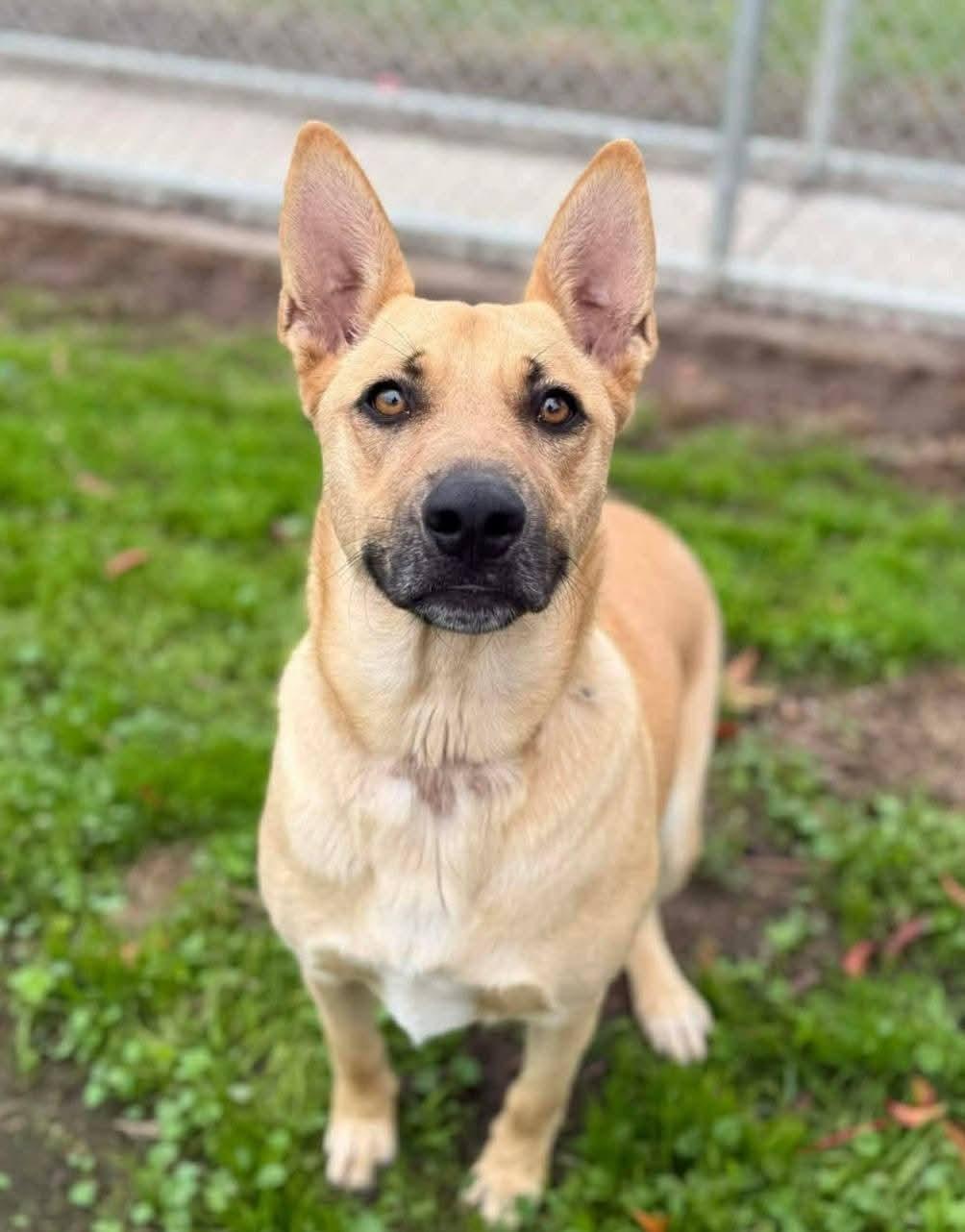 Maui, ADOPTABLE, Adult Female German Shepherd Dog.